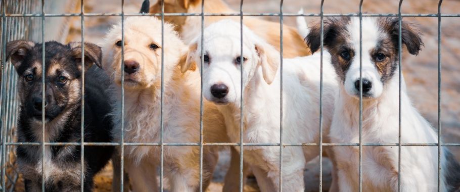 Kluczowe zmiany na rzecz poprawy dobrostanu zwierząt